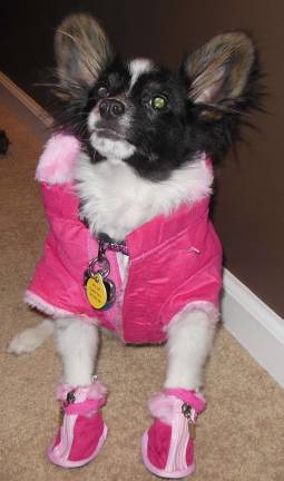 Submitted by Rebecca Cartmill of Monroe, NY Diamond, 6 month old Papillon puppy dressed in a pink coat and matching boots.