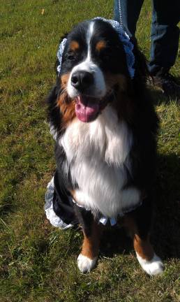 Submitted by Sharon Shapieo of West Milford, N.J. "My Bernese Mountain Dog, Karma, dressed up as a french maid."
