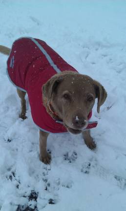 Submitted by Allison Ognibene of Sparta, NJ Bixie, a 13-year-old Chesapeake bay retriever, sporting her winter coat, while romping in the snow.