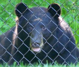 A black bear photographed in Wawayanda State Park.
