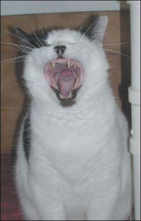 Hey, does my throat look sore to you?
