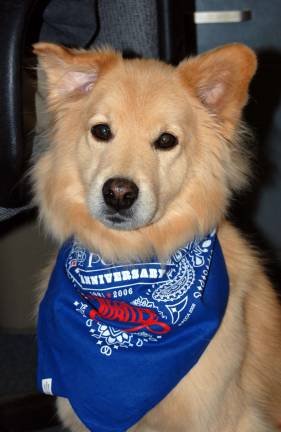 Submitted by Tanya Stark of Newton, NJ Ozzie, 14, Mixed Breed.