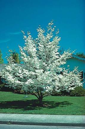 Ten Dogwood tree seedlings are free to everyone who joins the Arbor Day Foundation in August.