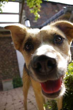 Free rabies clinic for dogs set for Oct. 27