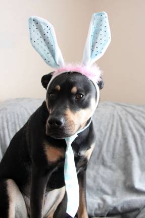 Submitted by Rachael Heiss of Warwick, N.Y. "Max gets festive for every holiday. Here is what he wore last Easter."