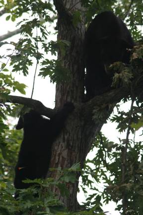 Bear killed after breaking into Pinecliff Lake home