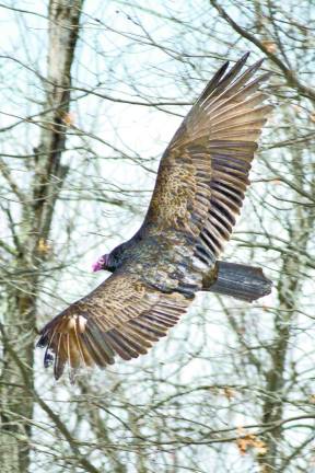 Soaring through the sky