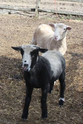 Yearling ewes, Fanny and Fatima. Two Pond Farm. Photo by Ginny Raue