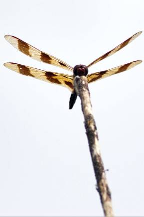 Perched