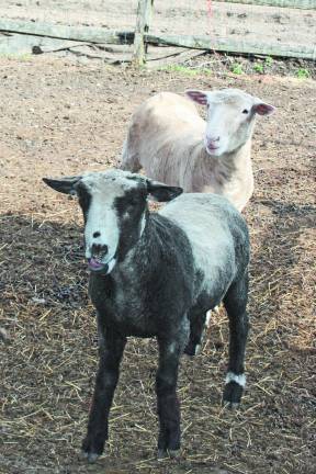 Yearling ewes, Fanny and Fatima. Two Pond Farm. Photo by Ginny Raue