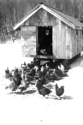 High Breeze farms the old fashioned way