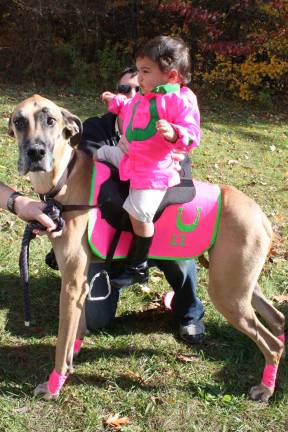 This Great Dane, Gracie, was decked out as a horse, complete with stirrups for the Best Dressed contest at the annual West Milford Animal Shelter Walk-A-Dog-Athon. Not a lot smaller than a pony,Gracie carried Etienne Lynn on her saddle. The annual event was held at Wawayanda State Park. Pets and their happy owners enjoyed a beautiful fall day, strolled the park, had fun with the contests and helped the homeless shelter animals. Photo by Ginny Raue