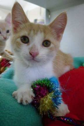 Spengler was adopted just last week.