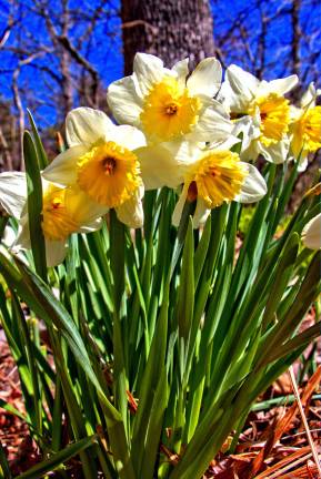 Hoping for spring's return