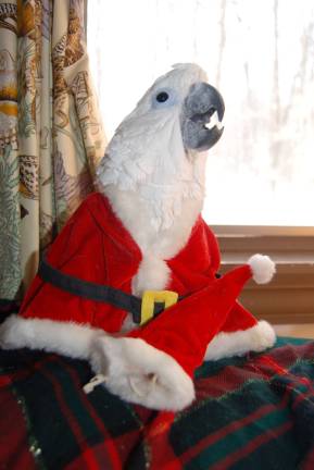 Submitted by Tanya Stark, Newton Doo Diligence, 25, Umbrella Cockatoo