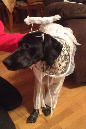 Submitted by Michele Radakovits of Florida, N.Y. "While he is super sweet, Jarvis, our 7 month old German Shorthaired Pointer is very mischievous. An angel is his alter ego."