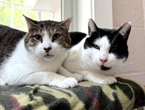 Meet Silas and TomTom