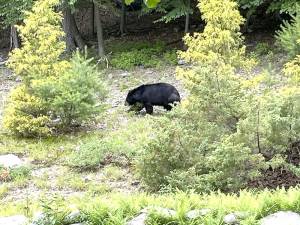 A black bear struts his stuff.