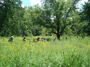 BG1 The Bergen County Audubon Society will lead a walk through the gardens and fields to look for and identify the migrating birds and butterflies that visit the New Jersey State Botanical Garden in Ringwood. (Photo courtesy of NJBG)