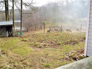 Baby lambs, like these of an earlier season, are expected to be born in late April at Two Pond Farm in West Milford.