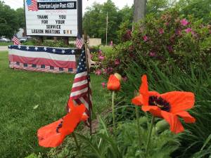 Photos by Don Webb These poppies were grown at the American Legion. You can support veterans by donating to their poppy drive and displaying the red paper poppy.