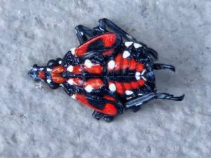 Spotted lanternfly is in West Milford
