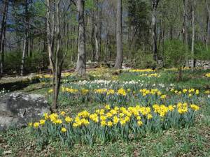 An Early Spring Wildflower Walk is planned at 1 p.m. Saturday, April 15 at the New Jersey State Botanical Garden in Ringwood.