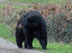 Beware of bears emerging from winter dens