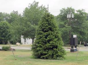 A new evergreen tree has been planted on the West Milford municipal complex lawn. Photo by Ann Genader.