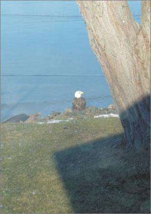 This magnificient eagle is one of a pair that have decided to make their home next door to David and Sharyn Bell in the Forest Lake Community. (Photo by David Bell.)