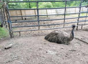 Vance the emu, at home.