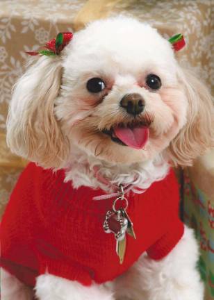 Submitted by Kathleen Bell of Newton, N.J. "Julie 4 year old multi-poo, the best little dog in the world."