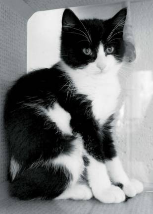 Grey cat with white undercoat sales