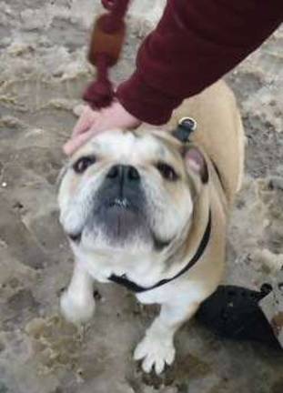 What a face! Sarge is quite the handsome guy.