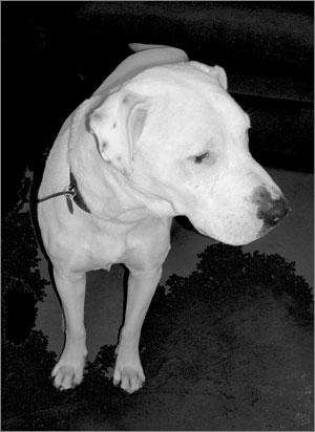 A Dogo might be the dog for you