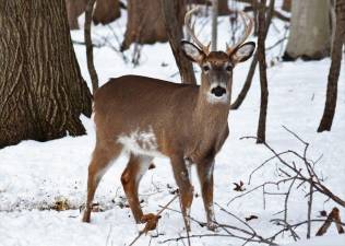 SARS Covid-2 detected in New Jersey’s deer population