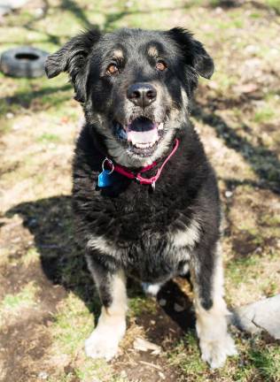 Boomer is missing from your life