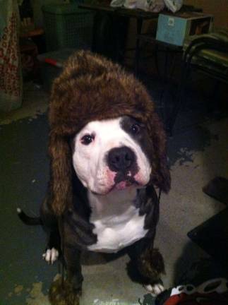 Submitted by Helen Flavin of Chester, N.Y. "Dash getting ready to go outside in freezing temperatures."