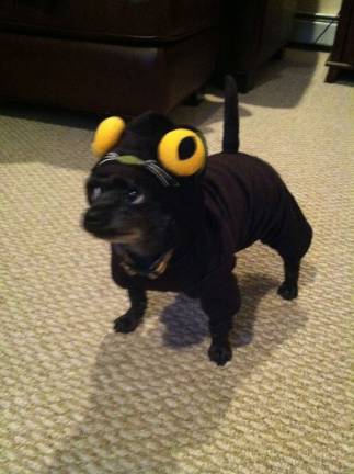 Submitted by Randi Kulp of Vernon, N.J. Jasmine dressed up as a cat for Halloween.