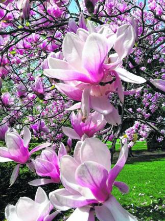 Soft pink saucer magnolias are among the trees featured during the annual End-of-Winter Tree Walk on March 16. (Photo courtesy of NJBG)