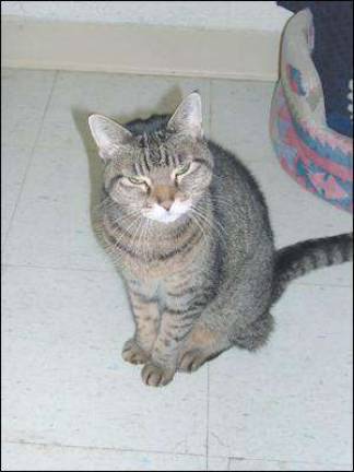 Lone surviving cat now needs a new home