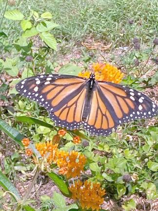 Butterflies love visiting NJBG for the nectar in its many flowers, and two-legged garden guests will love seeing them on a BCAS Butterfly Walk on August 14.
