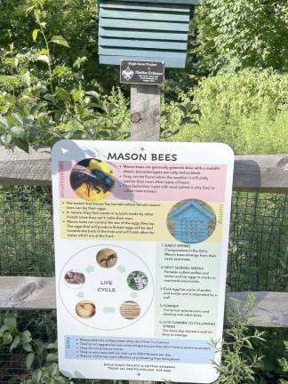 Mason bees are considered 120 times more effective at pollinating than honey and bumble bees.