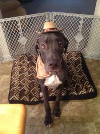 Submitted by Allison Gomer of Milford, Pa. "Outlaw is my 11 month old Great Dane. He loves to go on hikes and take long naps on the couch."