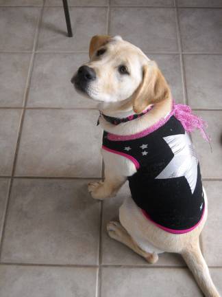 Submitted by Cheryl Hussey of Milford, Pa. "Marley putting on her party dress."