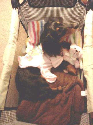 Submitted by Kaylei McMickle of Montague, N.J. "Dexter with his teddy bear, getting ready for bed."