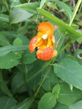 One of the beautiful flora and fauna uncovered when Boy Scouts from Troop 159 cleared overgrown trails at the Wallisch Homestead.