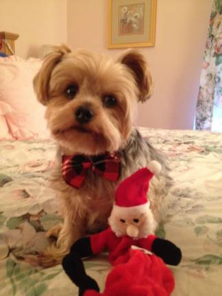 Submitted by Ann L. Lake of West Milford, N.J. "Max is ready to play with his Santa toy."