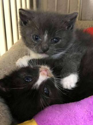 When they first arrived at the shelter, Krackle and Pop weren't healthy.