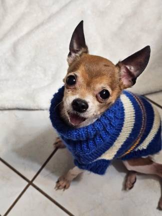 Tiny Tim after being taken to rescue care.